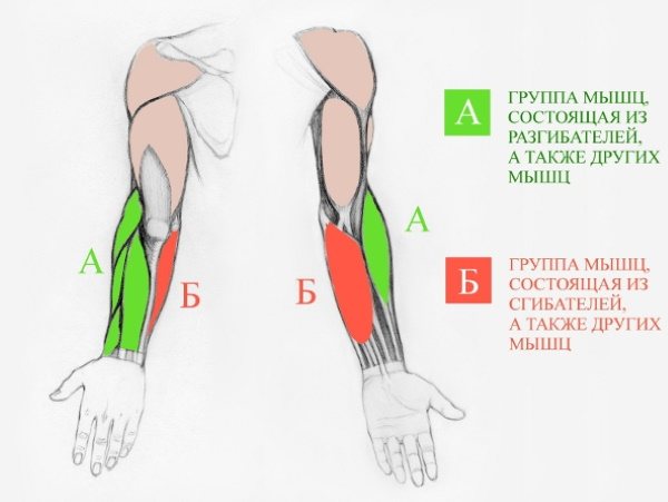 Käte anatoomia, et joonistada samm-sammult käte joonistamist. Ehitus täielikult