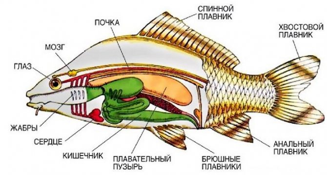 Anatomía de los peces