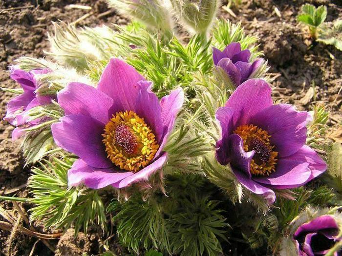 anemone (700x525, 97Kb)