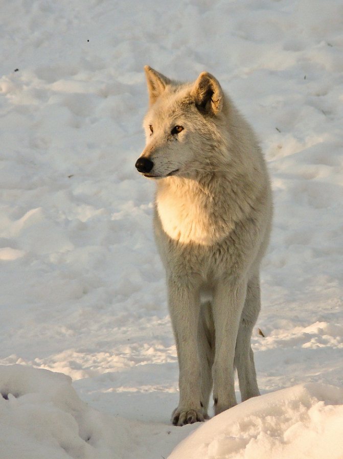 Arktischer Wolf oder Polarwolf