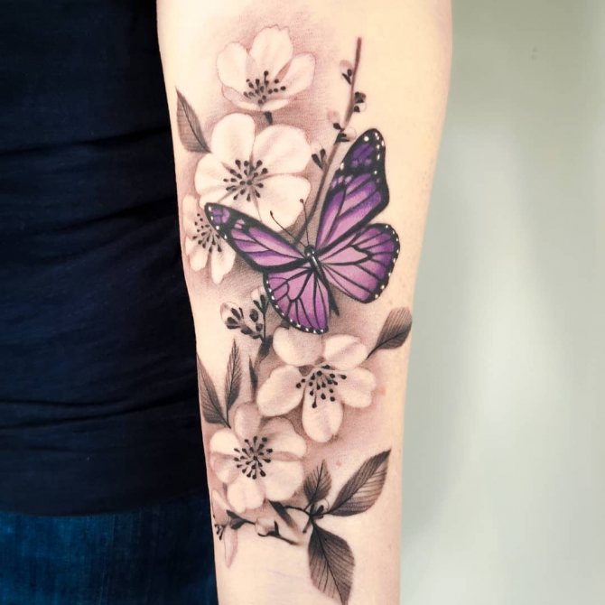 Papillon perché sur des fleurs de cerisier