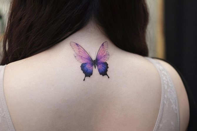 Butterfly