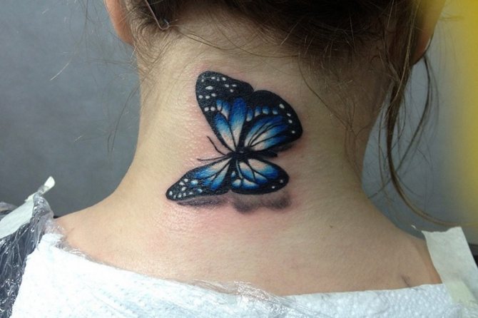 Butterfly