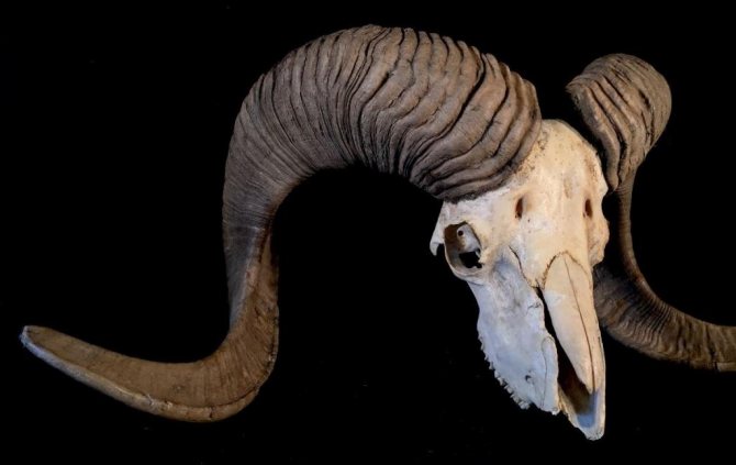 рог на овен