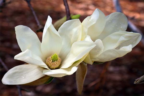 Magnolia bianca