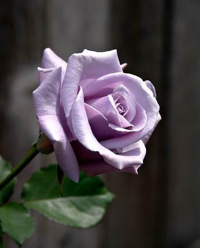 světle fialová (404x500, 27Kb)