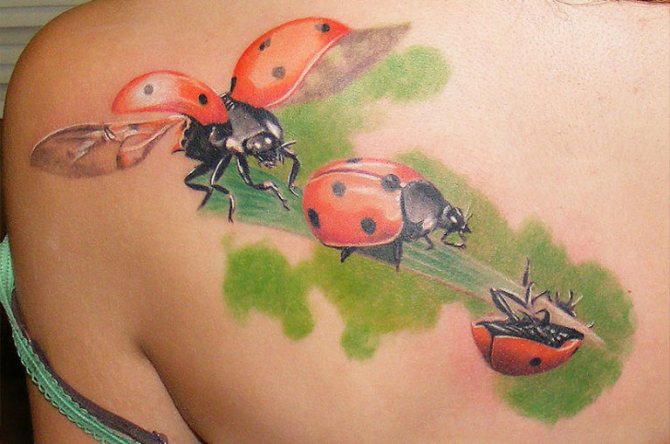 Ladybird
