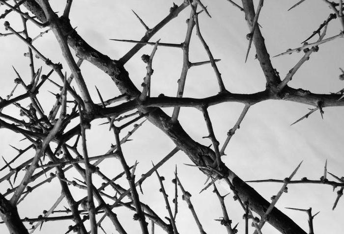 Trny ke hvězdám, co to znamená