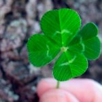 Le trèfle à quatre feuilles apporte chance et succès