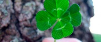 Le trèfle à quatre feuilles apporte chance et succès