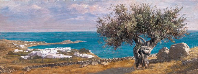 mida tähendab oliivipuu