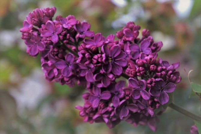 Mida te mõtlete lillade all?