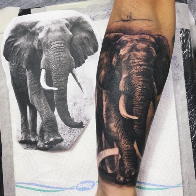 Qué significa el tatuaje del elefante