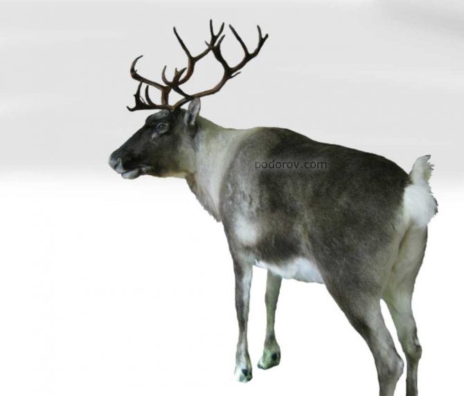 ausgestopfte Hirsche