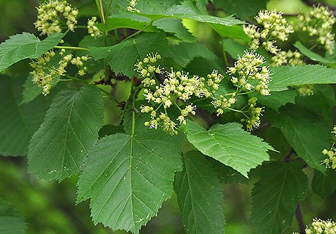 Tatari vaher täies õitsengus