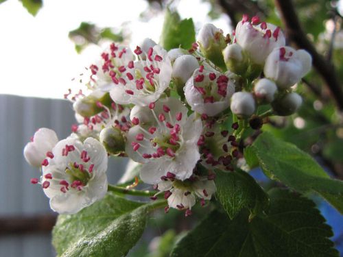 daisy flowers (500x375, 33Kb)