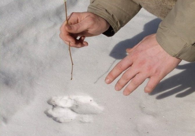 L'età delle tracce può essere determinata con un ramo sottile.