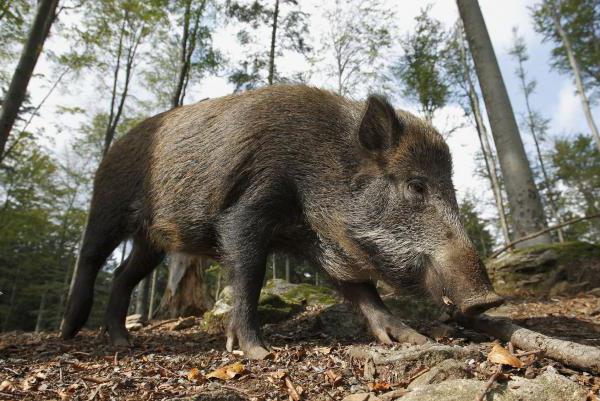 sanglier