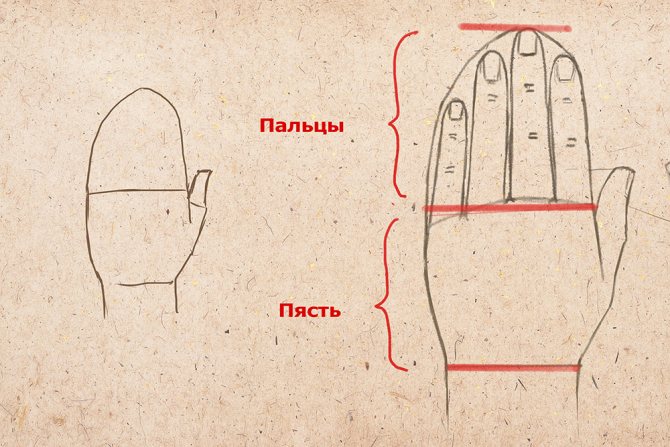 Sõrme ja käelaba pikkus