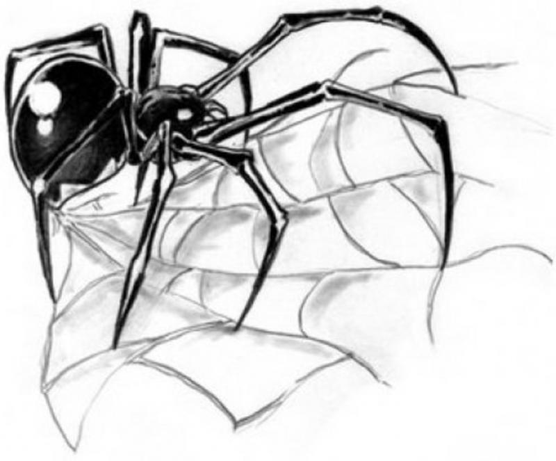 Skitse til mandlig tatovering af en edderkop med et net