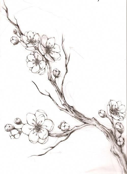 Sketch for a tattoo as a cherry tree which can decorate the entire back