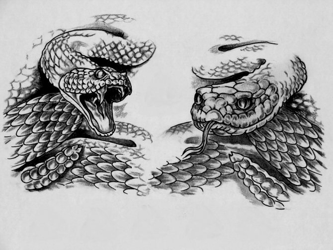 Croquis d'un serpent réaliste