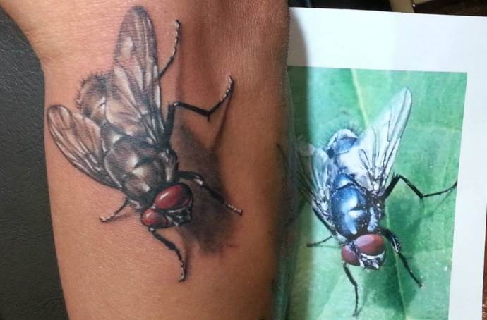 Croquis avec une mouche