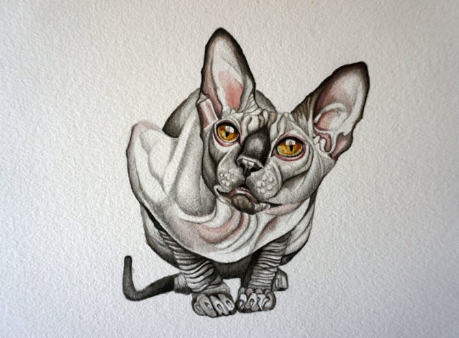 Croquis pour le tatouage du chat sphinx
