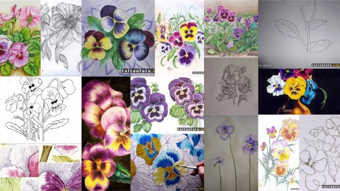 Σκίτσα τατουάζ Pansies