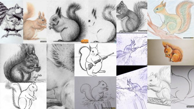 croquis de tatouage d'écureuil