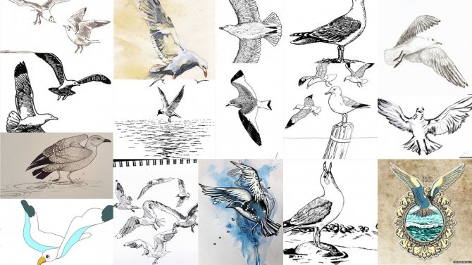 скици чайка татуировка