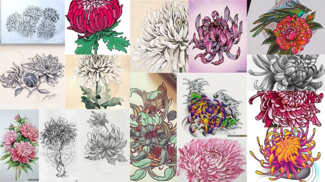 Σχέδια τατουάζ χρυσάνθεμου
