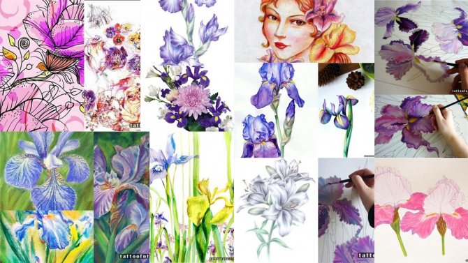 Vázlatok írisz tetoválás