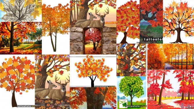 Sketches of a maple tattoo