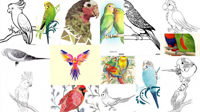 Σκίτσα τατουάζ παπαγάλου