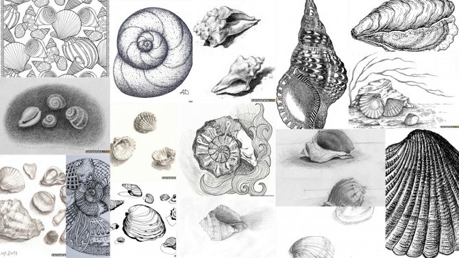 sketches shell tattoo