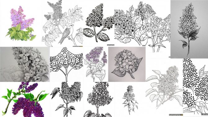 motifs de tatouage lilas