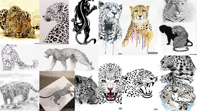 Jaguar Tattoo Sketches