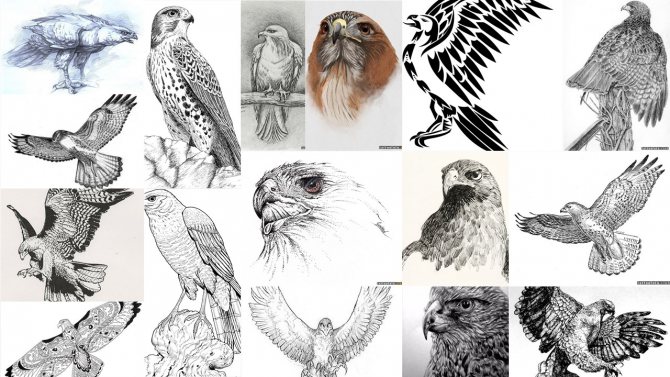 鷹のタトゥーのスケッチ