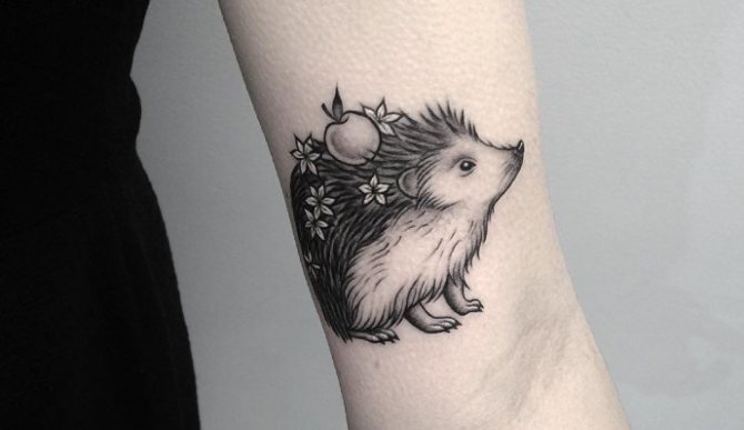 Hérisson avec une pomme