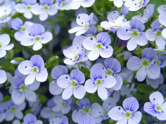 fialky (700x525, 140Kb)