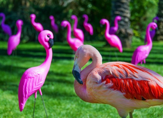 flamingo, ce que signifie flamingo
