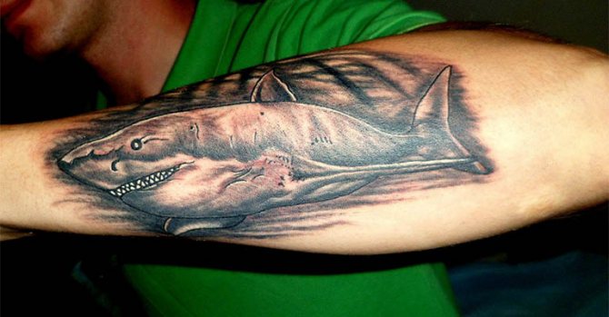 Φωτογραφία 3