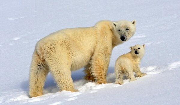 Photo : Livre rouge de l'ours blanc de Sibérie
