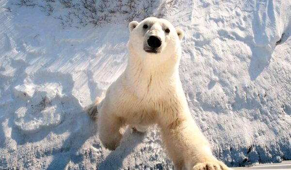 Photo : Ours polaire