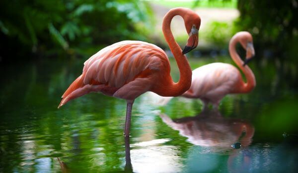 Foto: Great Flamingo