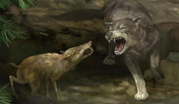 Kuva: Miltä hirvittävä susi näyttää