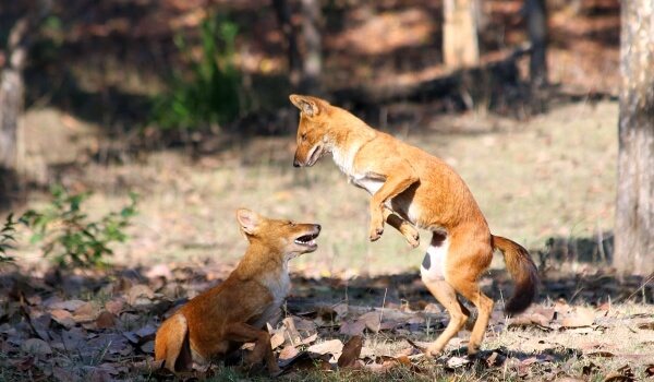 Kuva: Punasusi Venäjällä