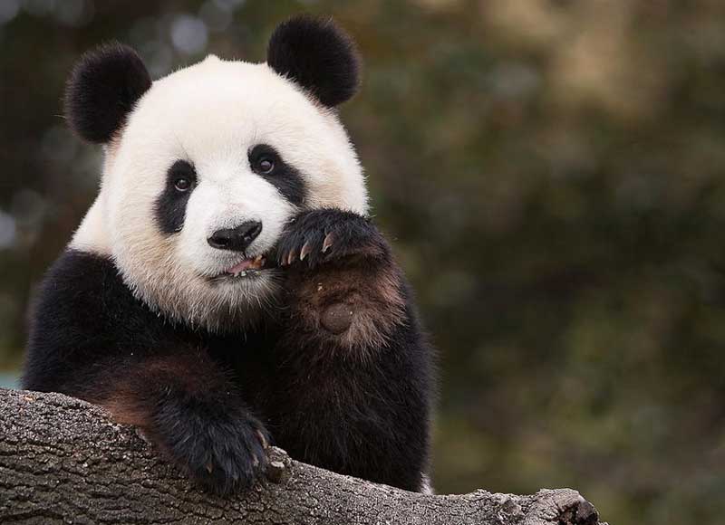Photo du Panda
