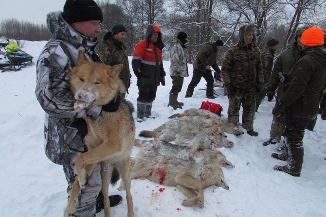 Valokuvan on suonut V. Sosnin